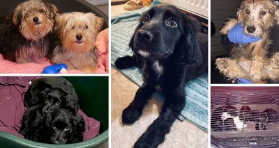 RSPCA calls for crackdown on puppy imports after dogs die from parvovirus